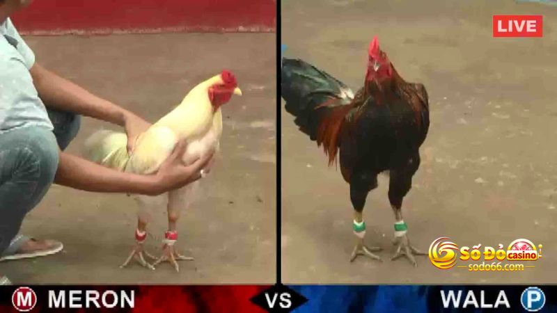 Chơi đá gà cực thú vị và siêu kịch tính cùng Sodo15